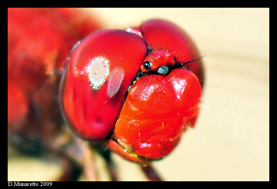 Faccino di Libellula